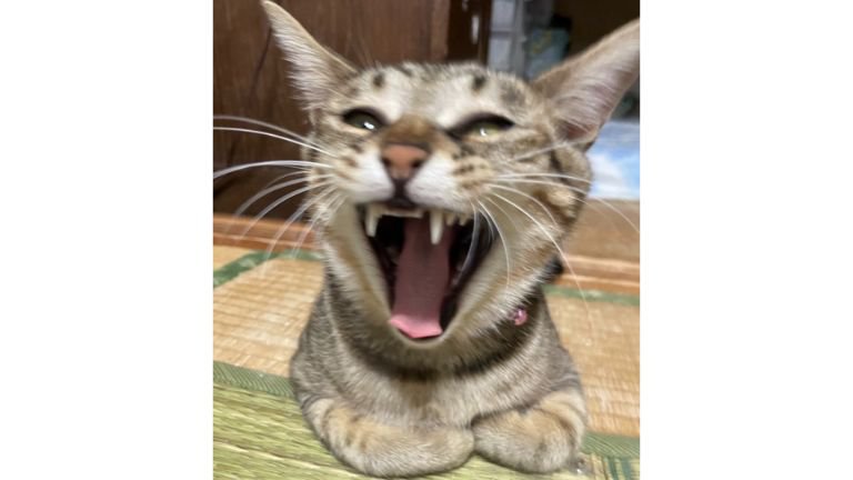 あくびしている猫