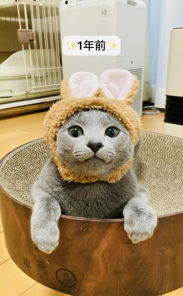 うさぎの被り物を被って爪とぎボウルに座るロシアンブルー