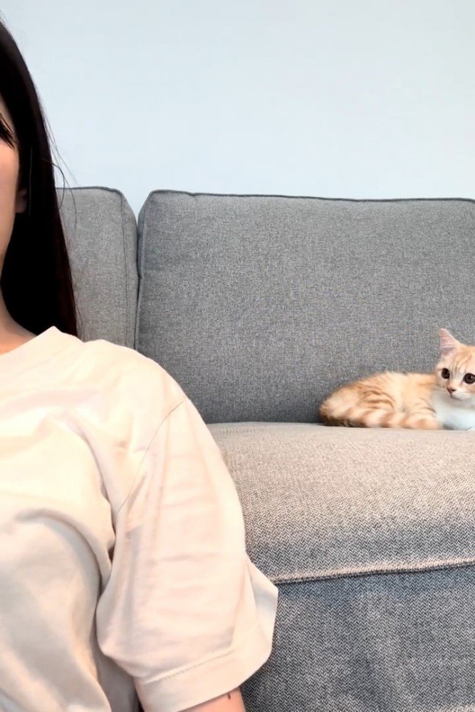 ソファに座る猫