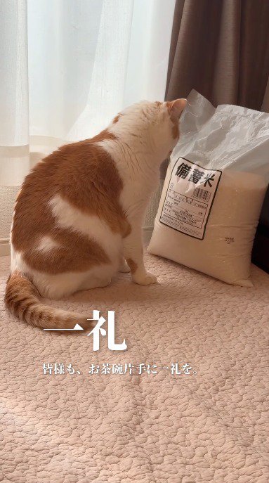 備蓄米の米袋の前に座る猫