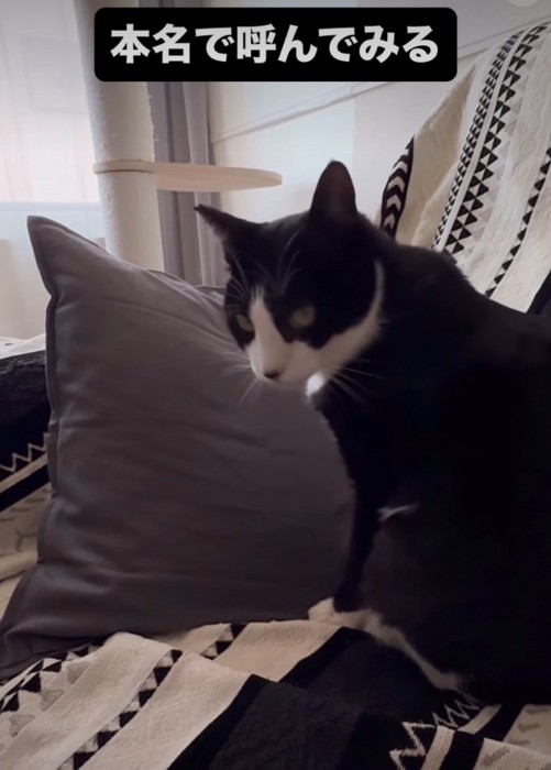 振り返る猫