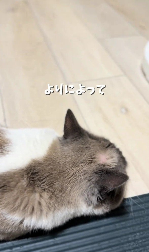 頭にハゲがある猫