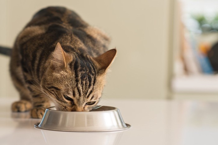 ごはんを食べるキジトラ猫
