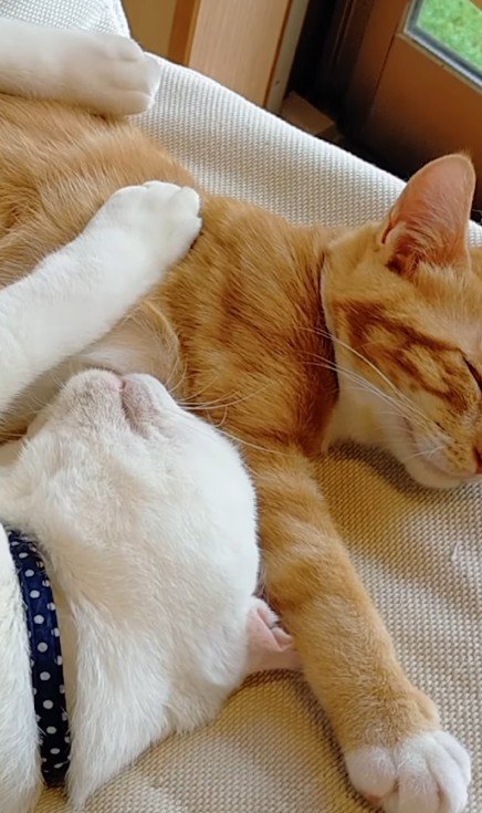 一緒に寝る2匹の猫