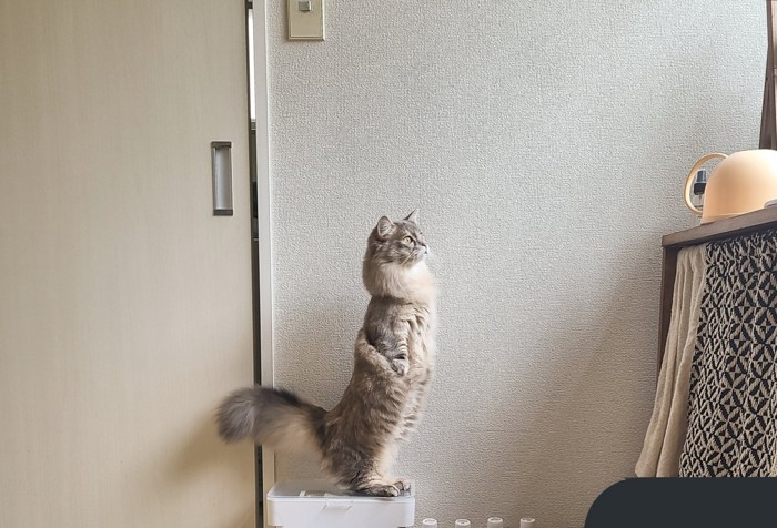 立って遠くを見る猫