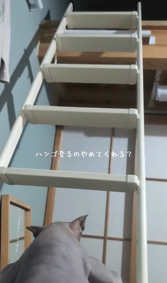 ハシゴを登るスフィンクス