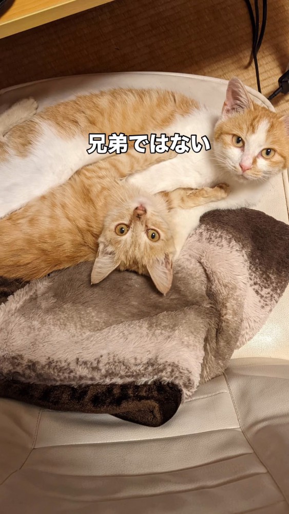 寄り添う2匹の猫