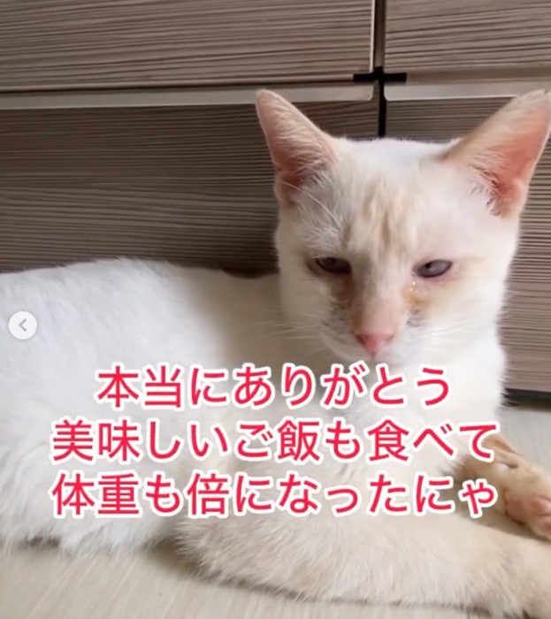 白い子猫アップ
