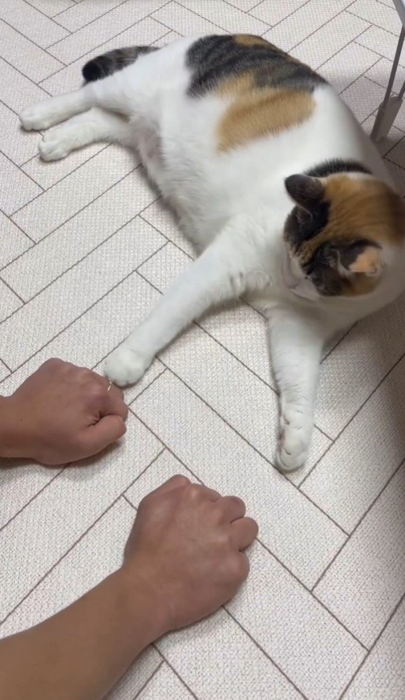 左手にちょいちょいする猫