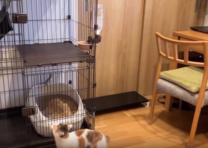 ケージの上を見つめる猫