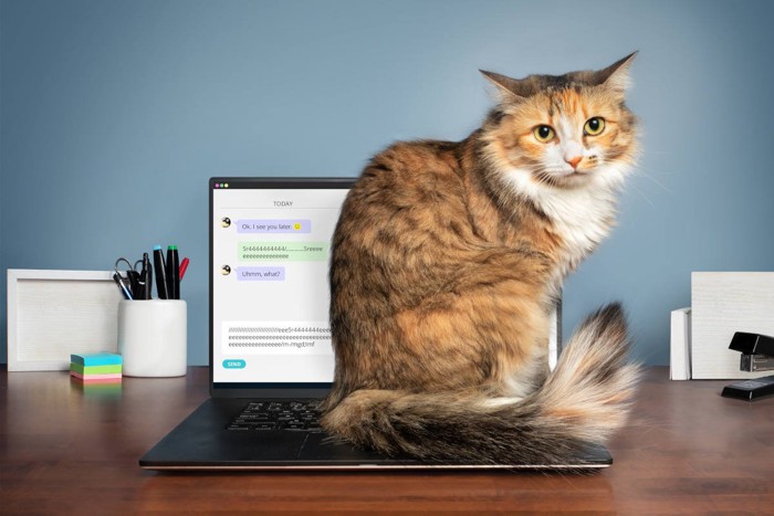 ノートパソコンに座り込む猫