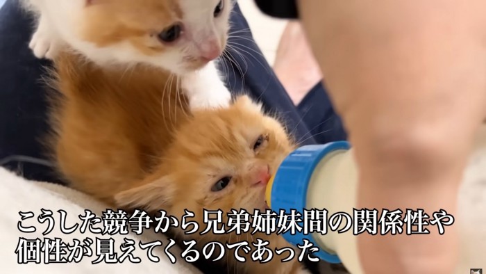 茶白猫に押されながらミルクを飲む茶トラ