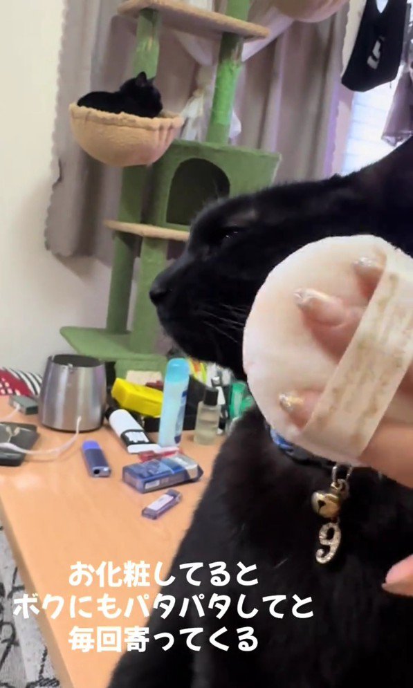 パフでパタパタされているナイトくん