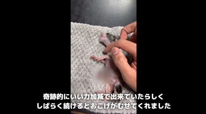 マッサージされている生まれたての子猫