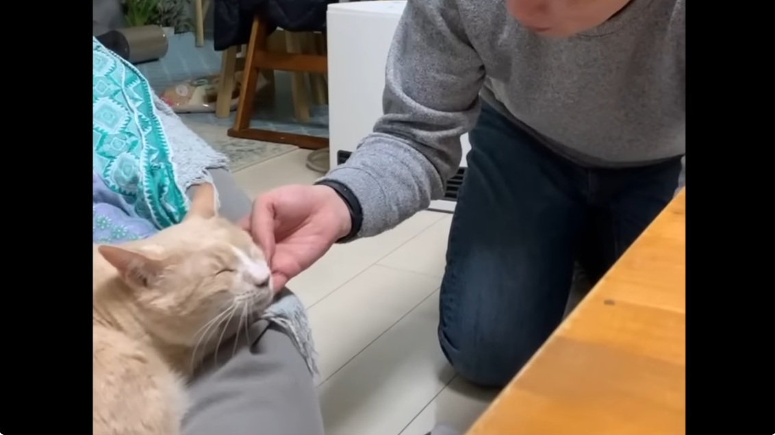 顎を撫でられている茶トラ猫