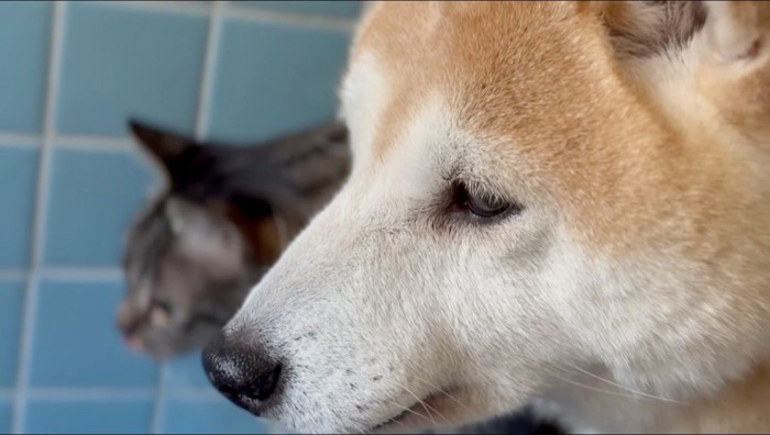 洗われる黒猫を見つめる犬とキジトラ猫