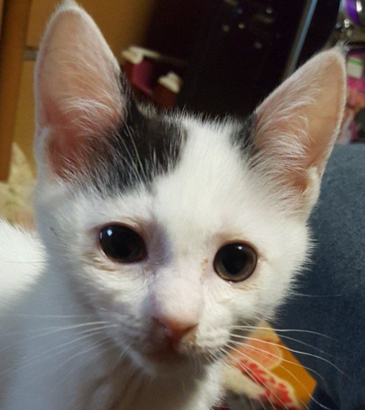 赤ちゃん猫の顔