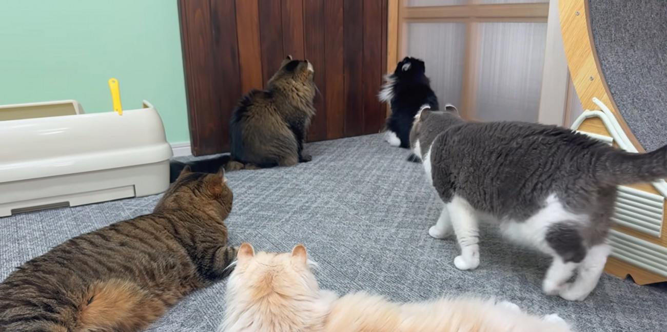 集まる猫たち