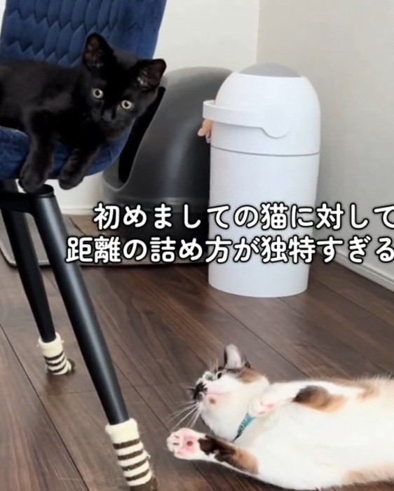 飼い主さんを見るロクちゃん