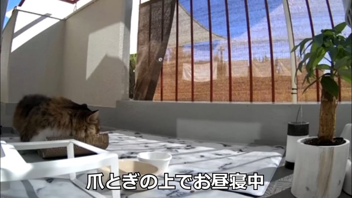 昼寝をする猫