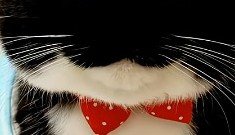 蝶ネクタイと口元