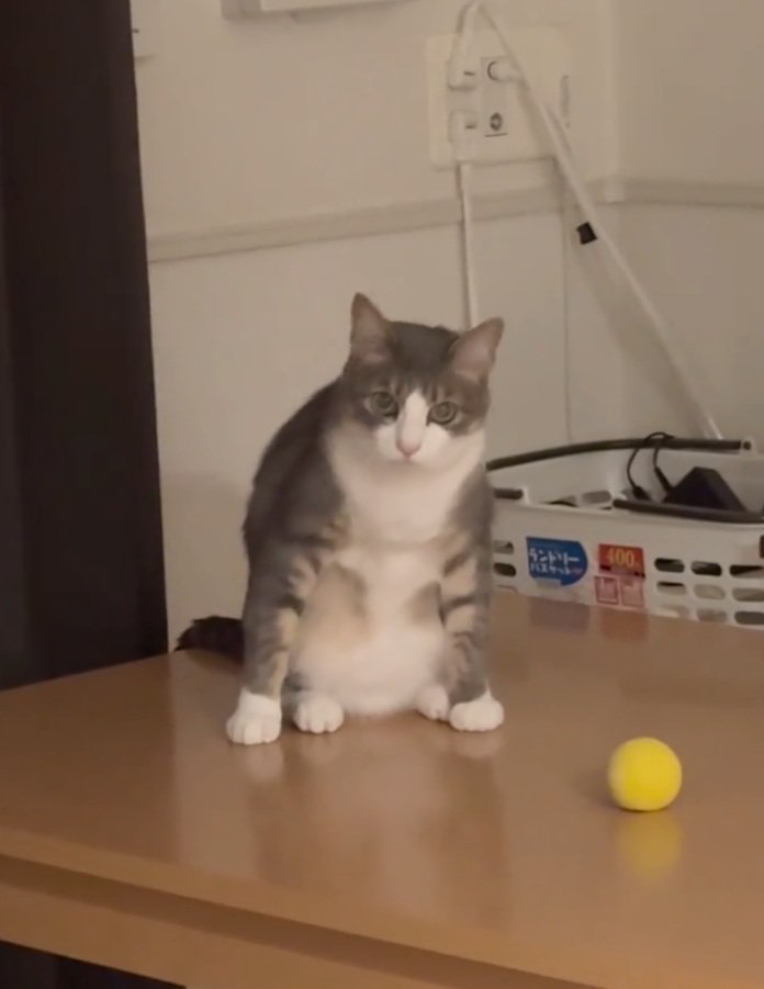 飼い主さんを見る猫