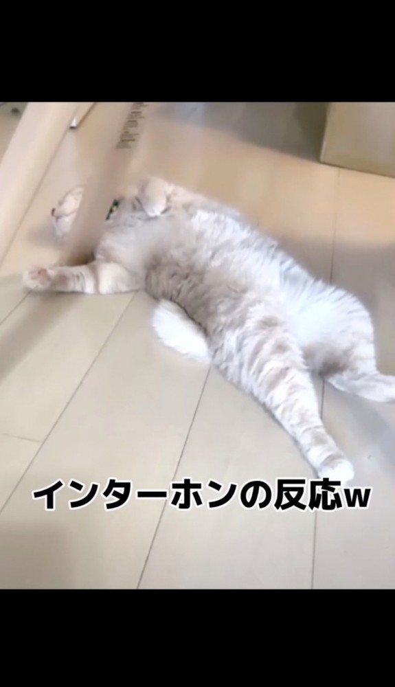 気持ちよさそうに眠る猫