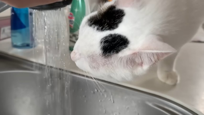 お湯を飲む猫