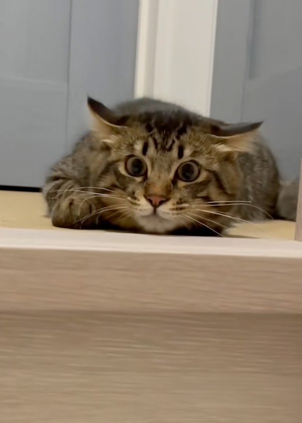 目を合わせた猫