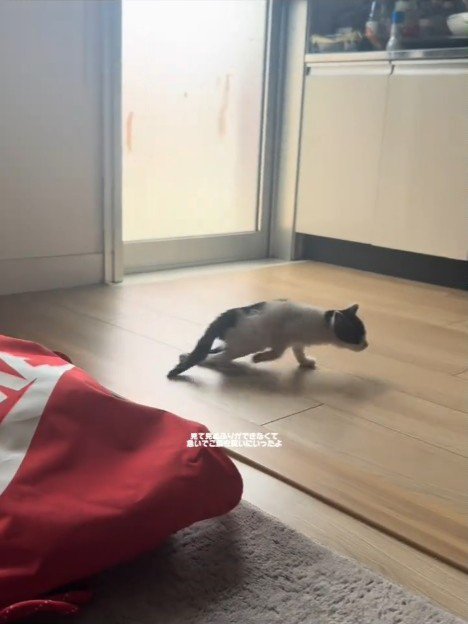 移動する子猫