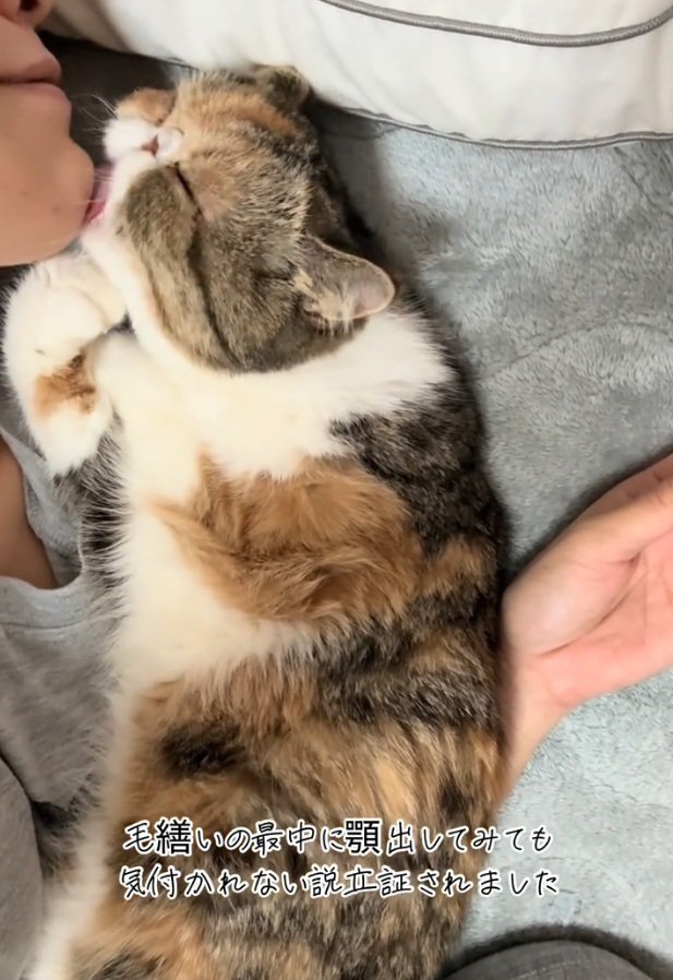 顎を舐める小梅ちゃん