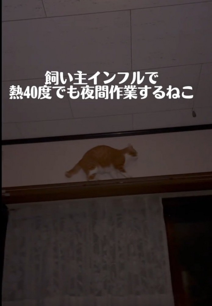 カーテンレールを歩く猫