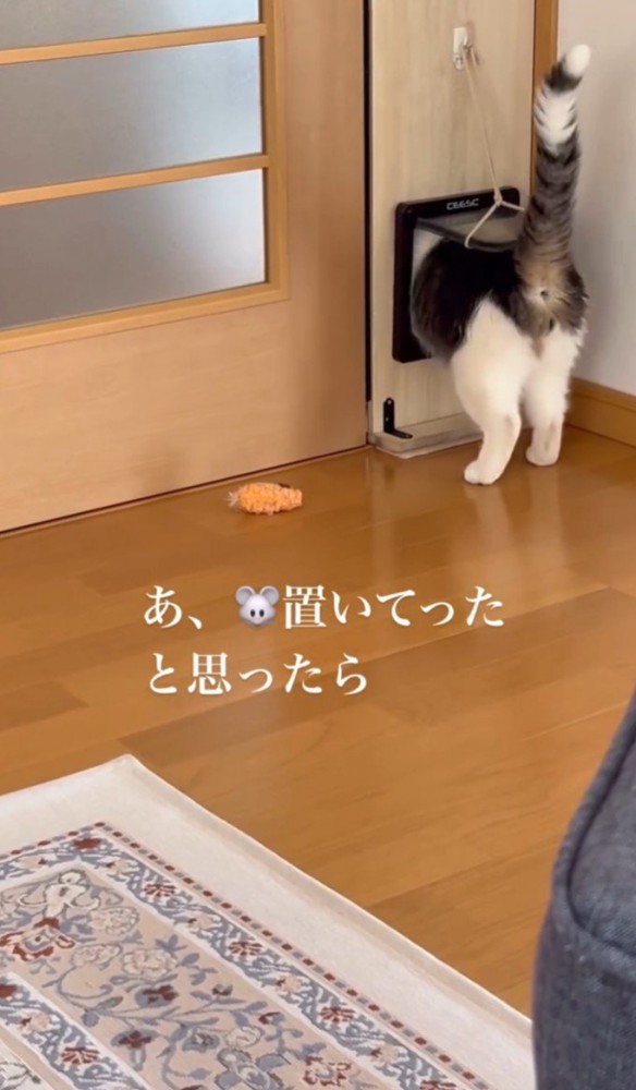 猫用ドアを通る