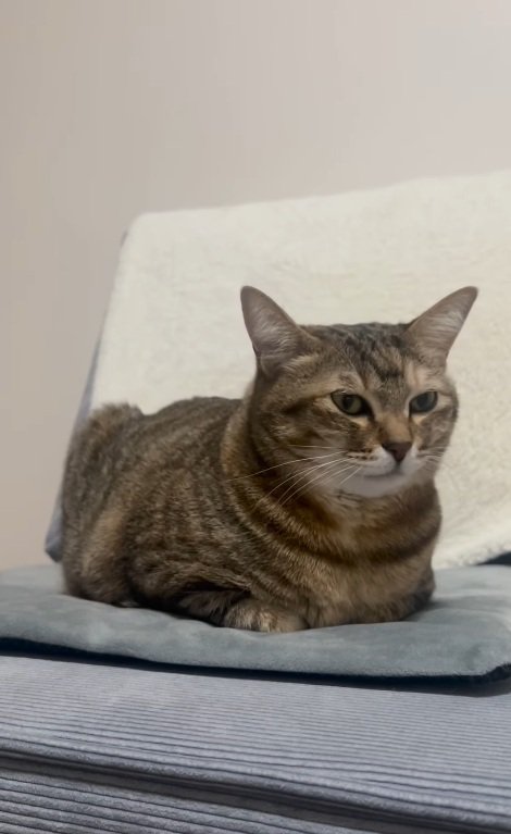 香箱座りしているキジトラ