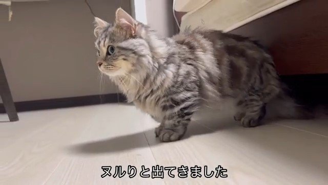 ベッドの下から出てくる猫