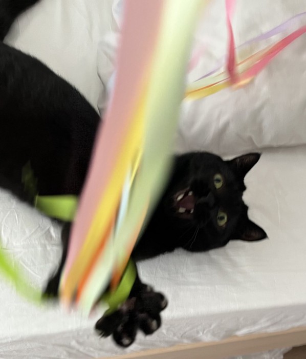 ベッドに寝そべっておもちゃで遊ぶ猫