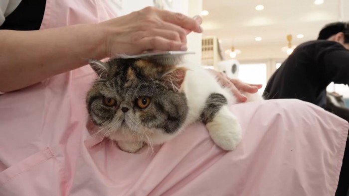 ブラッシングされる猫