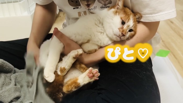 パパに甘える茶白猫