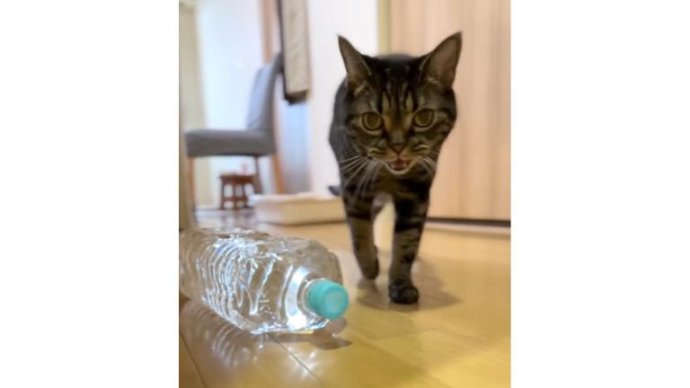 廊下を歩く猫