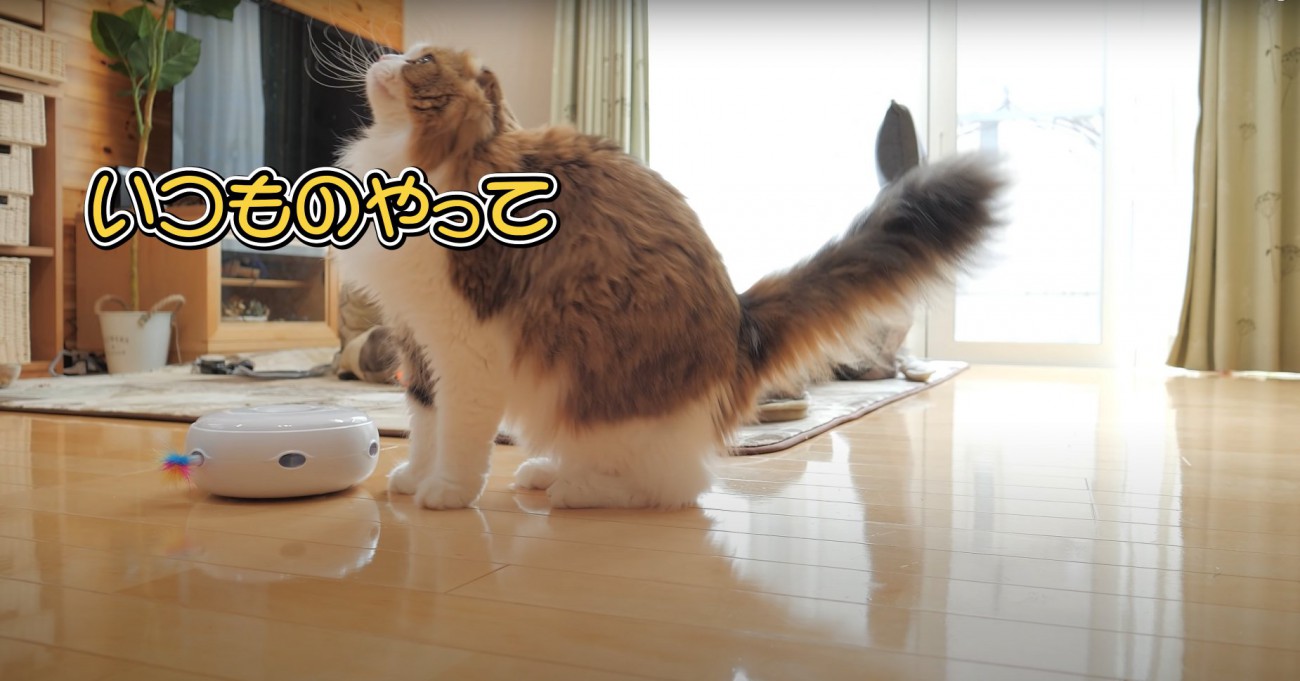 お座りしながら尻尾をピンと伸ばす猫