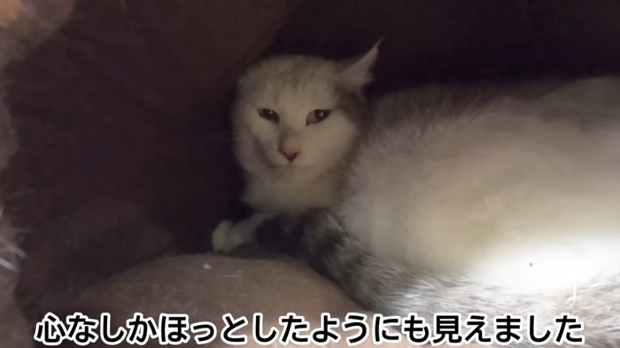 猫ベッドの奥にいる猫