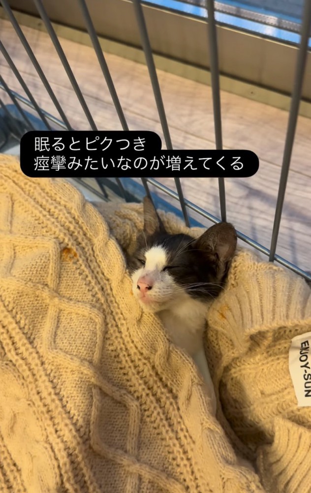ブランケットの中で眠る子猫