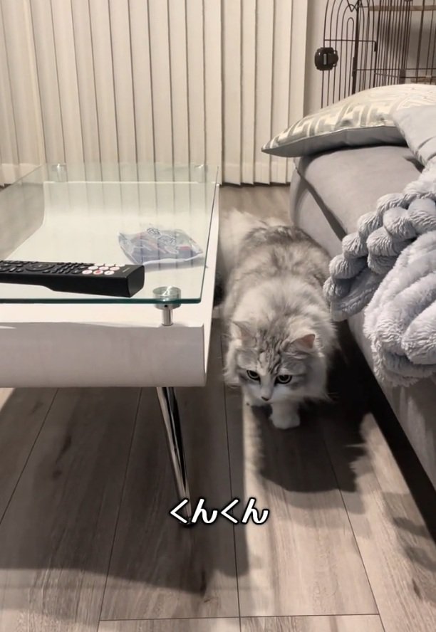 飼い主さんの方に歩いてくる猫