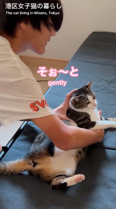 猫を元居た場所に戻す男の子