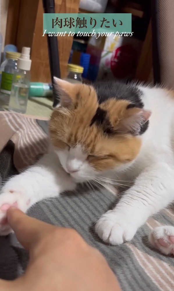 腕を舐める猫