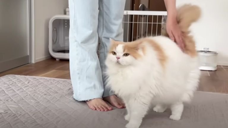 甘えている猫