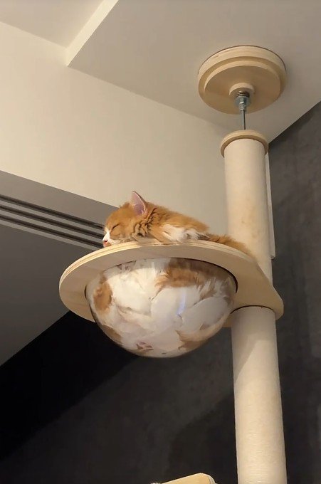 クリアボウルに入る猫