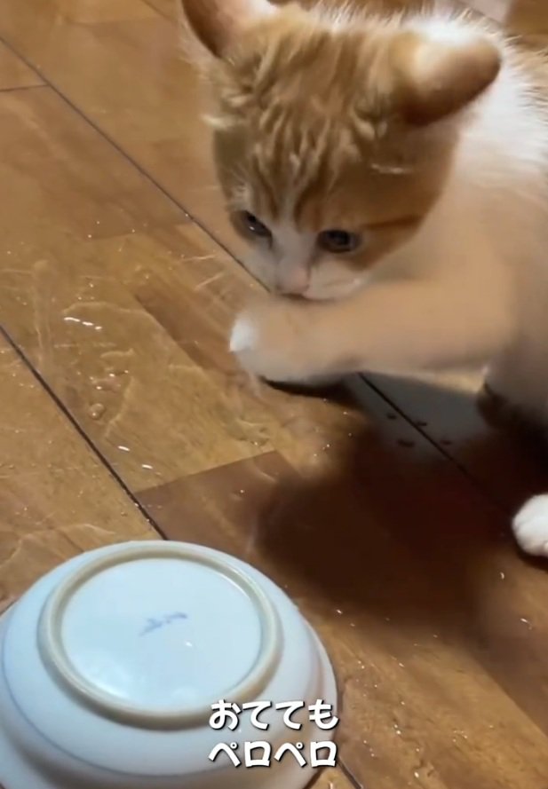 手を舐めるのんちゃん