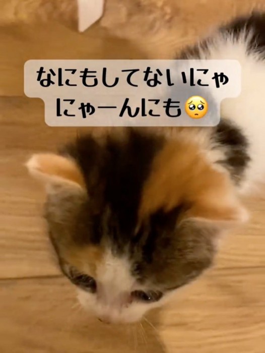 鳴きながら近づいてくる子猫