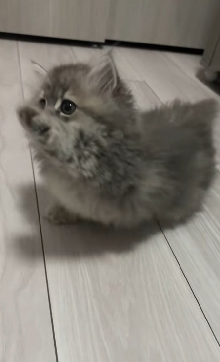 手を伸ばすミヌエットの子猫